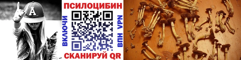Купить  Приморск  Псилоцибиновые грибы Psilocybe 